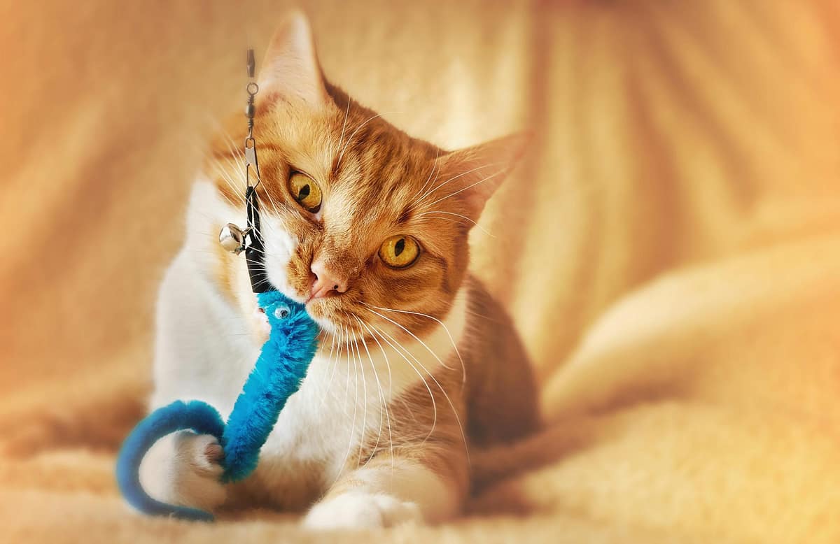 Most Amusing Cat Toys