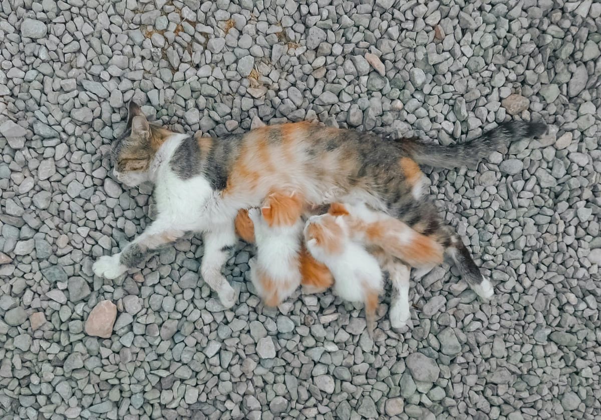 This is an image of a mother cat nursing her kittens.