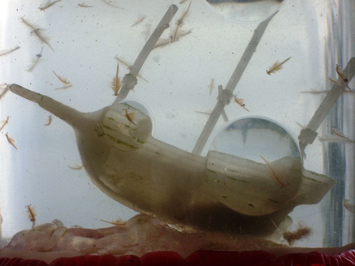 These are adorable little Sea Monkeys swimming around with a pirate ship.
