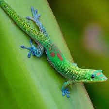 Day Gecko