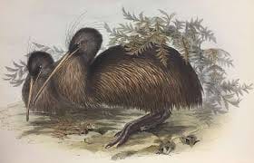 Kiwi bird