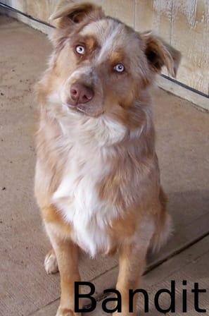 A picture of Bandit, the Aussie collie that can worm his way into anyone's heart.