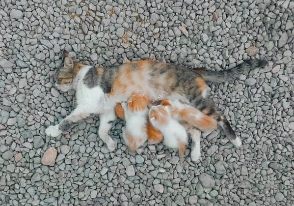This is an image of a mother cat nursing her kittens.