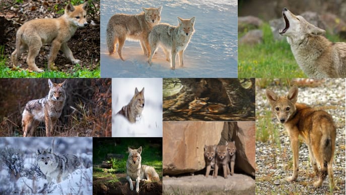Coyotes around the world.