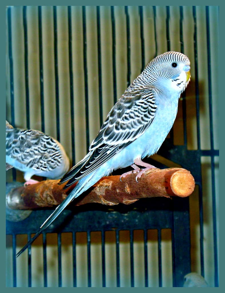 Blue Parakeet