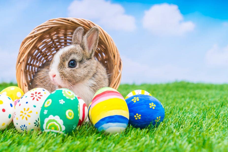 Two Symbols of Life and Easter, A Bunny and Easter Eggs